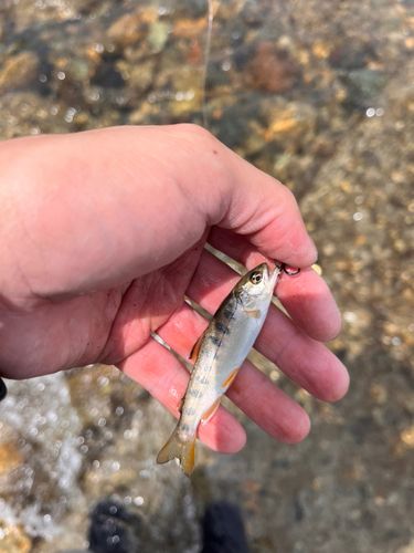 ヤマメの釣果