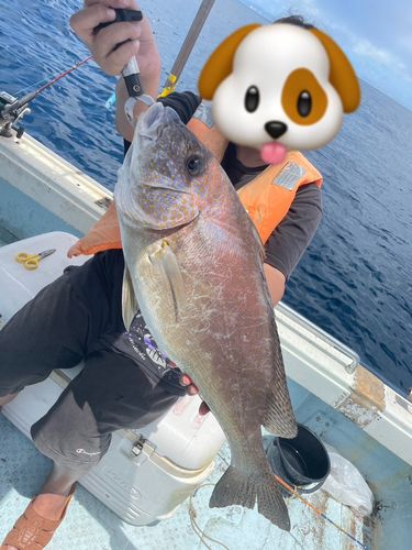 コロダイの釣果