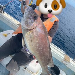 コロダイ