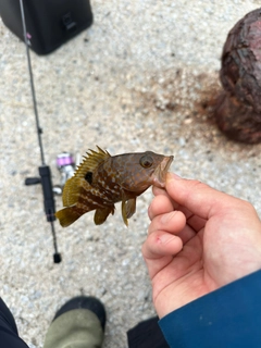 キジハタの釣果