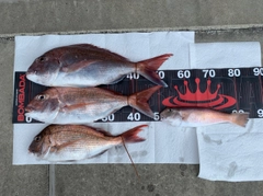 タイの釣果