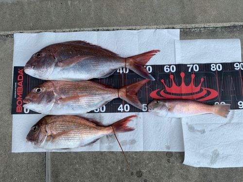 タイの釣果