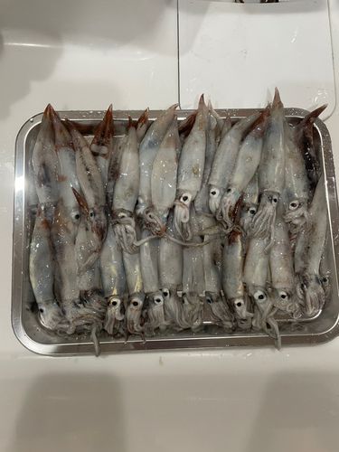 イカの釣果