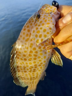 オオモンハタの釣果