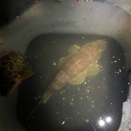 マゴチ