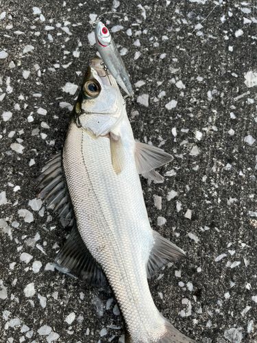 セイゴ（ヒラスズキ）の釣果