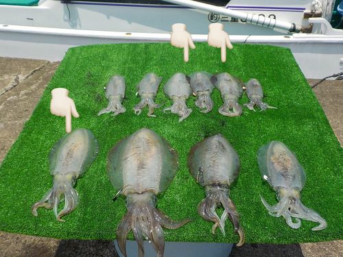 アオリイカの釣果