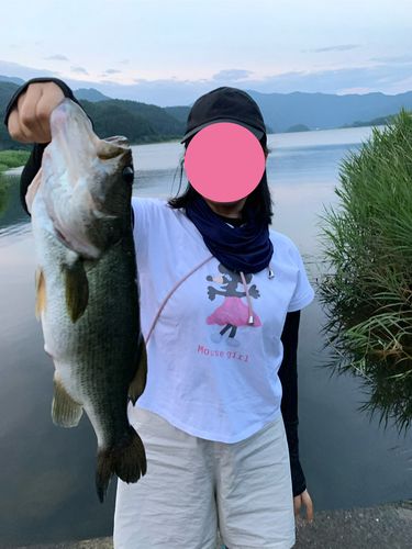 ラージマウスバスの釣果