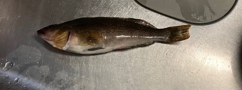 アイナメの釣果