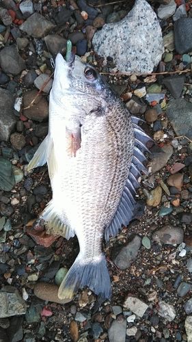 釣果