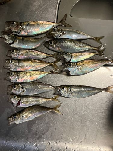 アジの釣果