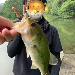 ラージマウスバス