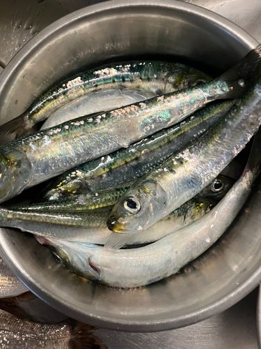 マイワシの釣果