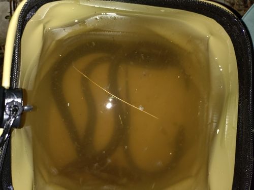 ウナギの釣果