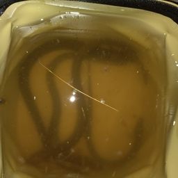 ウナギ