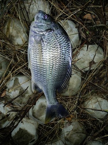 チヌの釣果