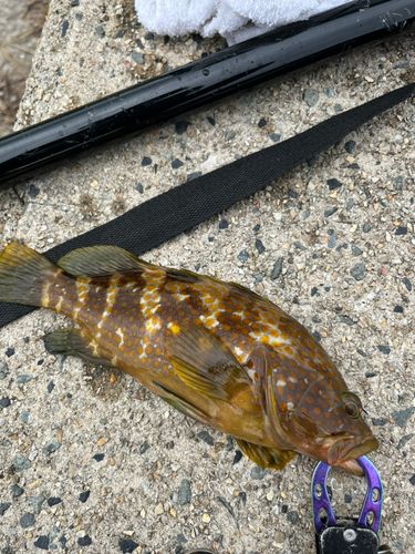 アコウの釣果