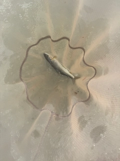 アユの釣果