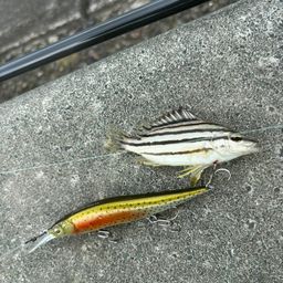 コトヒキ