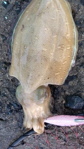 コウイカの釣果