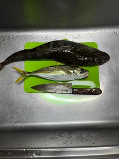 マゴチの釣果