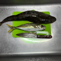 マゴチ