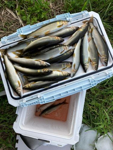 アユの釣果