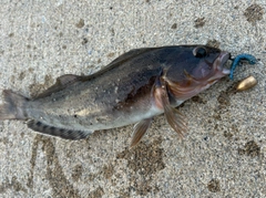 アイナメの釣果