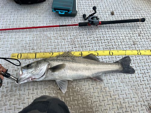フッコ（タイリクスズキ）の釣果