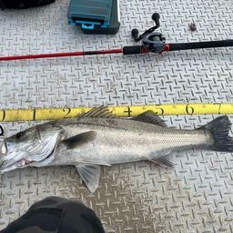 フッコ（タイリクスズキ）