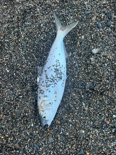 コノシロの釣果