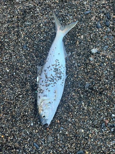 コノシロの釣果