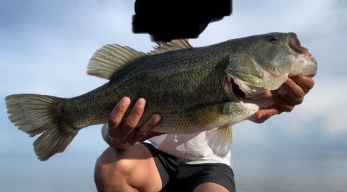 ブラックバスの釣果