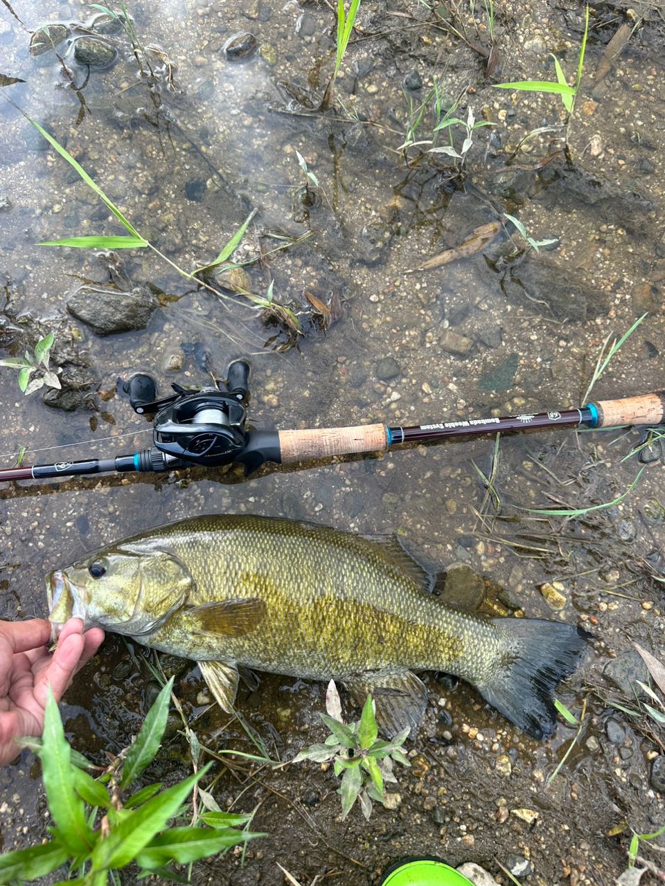 スモールマウスバス