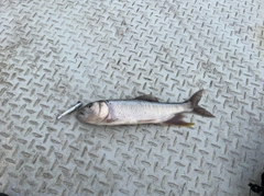 ハスの釣果