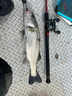 セイゴ（タイリクスズキ）の釣果