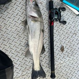 セイゴ（タイリクスズキ）