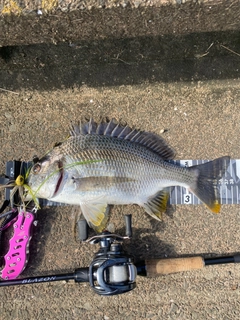 キビレの釣果