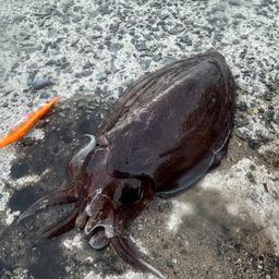 モンゴウイカ
