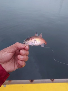 ネンブツダイの釣果