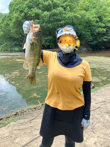 ラージマウスバスの釣果