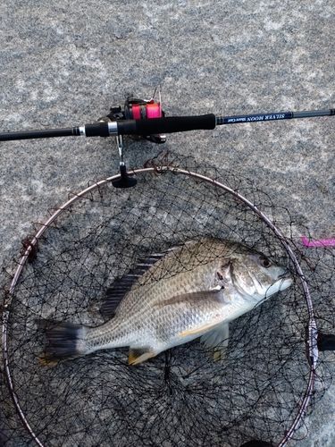 キビレの釣果