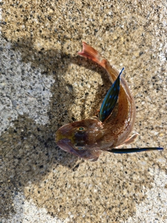 ホウボウの釣果