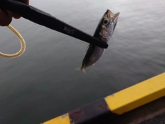 サバの釣果
