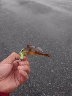 ハゼの釣果