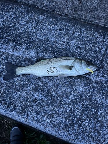 セイゴ（ヒラスズキ）の釣果