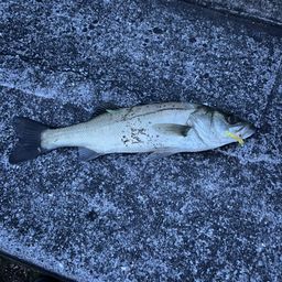 セイゴ（ヒラスズキ）