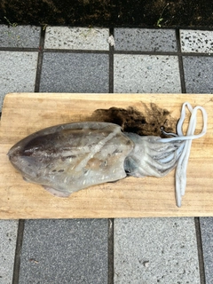 モンゴウイカの釣果