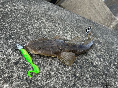 マゴチの釣果