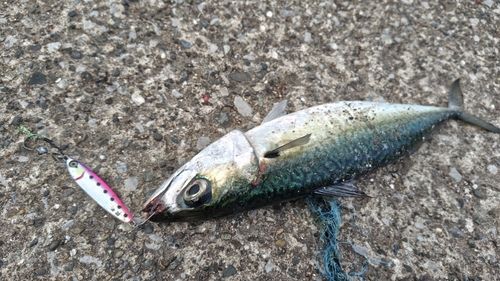 サバの釣果